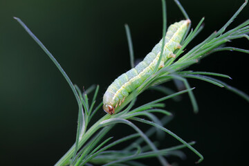 Moth larvae on wild plants, North China