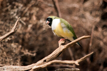 this is a male gouldian finch
