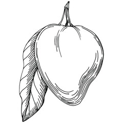 Mango tropical fruit sketch drawing vector. Engraved isolated organic food. Black white mango element on white background. © yanushkov