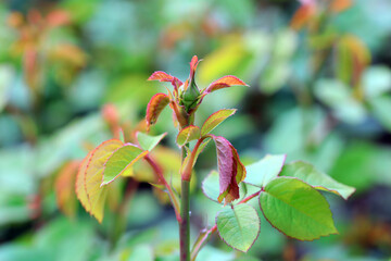 Luxuriant rose plants in the garden, North China
