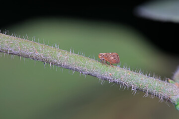 Wax cicada on wild plants, North China