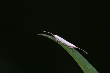 Moths mate on wild plants, North China