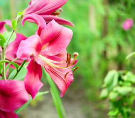 Beautiful lily flower on a background of green leaves. Lily flowers in the garden. Background texture with burgundy buds. Image of a flowering plant with crimson flowers of a varietal lily.