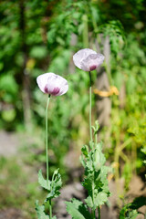 Papaver somniferum (Poppy), the last petal, concept. Great for backgrounds, calendar, covers.