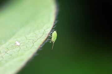Aphids crawling on wild plants, North China