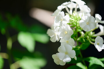 Garden phlox (Phlox paniculata), vivid summer flowers. Blooming branches of  phlox in the garden on a sunny day. Soft blurred selective focus.