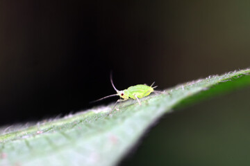 Aphids crawling on wild plants, North China