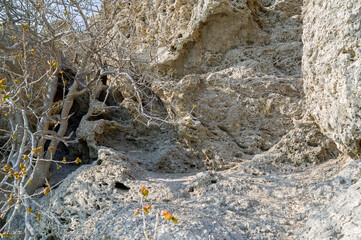 Fossilized coral deposits.