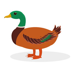 vector illustration of a drake isolated on a white background