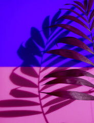 Palm leaf and leaf shadow on neon colorful background. Minimal tropical abstract concept in hard light. Exotic plant and exotic colors. Neon purple and pink color. Layout or template, vertical.