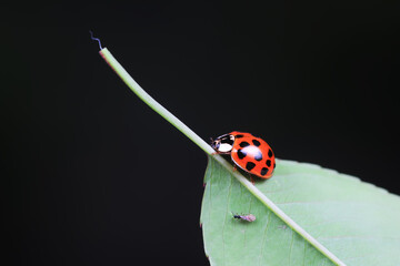 Ladybugs crawling on wild plants, North China