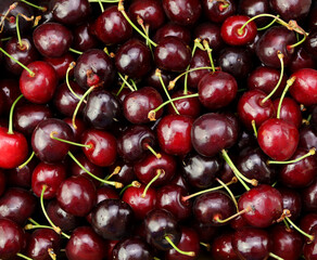 Top view of pile of ripe cherries with stalks, close-up. cherry background