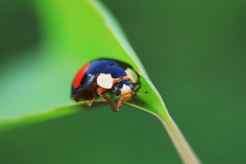 Ladybugs crawling on wild plants, North China