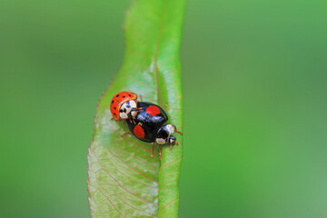 Two ladybugs mate in nature, North China