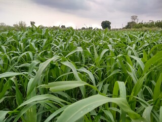 field of corn