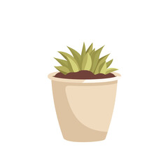 Indoor plant in a pot. Green leaves of succulent. Interior flower