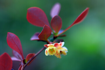 Beautiful flowers of Berberis amurensis, North China