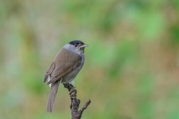 Blackcap (Sylvia atricapilla) male bird perched on branch