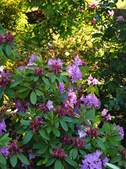 Rhododendron Shrub