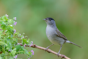 Eurasian Blackcap (Sylvia atricapilla) male bird perched on a branch in garden