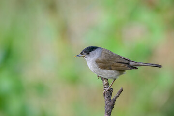 Fototapeta premium Blackcap (Sylvia atricapilla) male bird perched close up