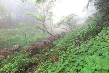 朝霧の中の新緑の森林　山の登山途中に出会った風景