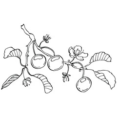 Сherry hand drawing vintage clip art. berries logo or tattoo highly detailed in line art style concept. Black and white isolated. Antique vintage engraving illustration for emblem