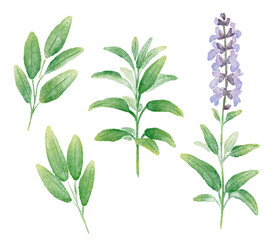 ハーブ_セージの水彩イラスト
