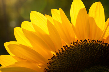 Close Up of a sunflower in morning light