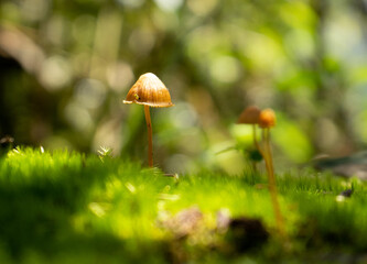 Close up of  tiny mushrooms in a lush forest in morning light