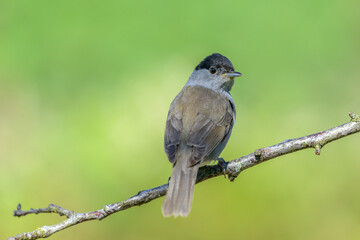 Blackcap (Sylvia atricapilla) male bird perched on tree branch