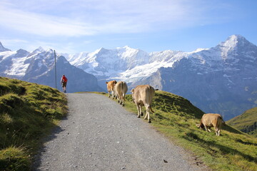 Naklejka premium View from First to Bachalpsee hiking trail near Grindelwald, Switzerland