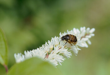 コバノズイナを訪れた小さいハナムグリ