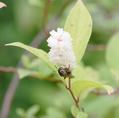 コバノズイナの花で蜜を蜜を集める小さいハナバチ