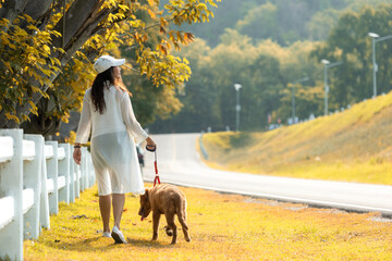 Fototapeta premium Asian lifestyle woman playing and walking with young golden retriever friendship dog near white French in outdoor the autumn nature park. Lifestyle Concept