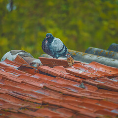 pigeon on the roof