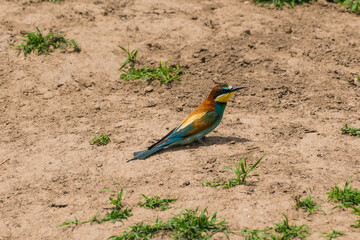 Merops apiaster - Prigorie - European bee-eater