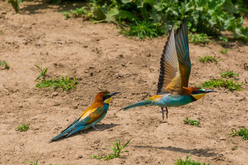 Merops apiaster - Prigorie - European bee-eater