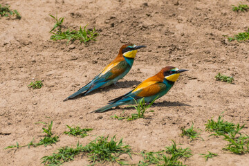 Merops apiaster - Prigorie - European bee-eater