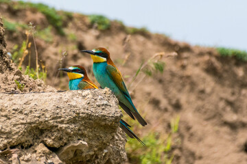 Merops apiaster - Prigorie - European bee-eater