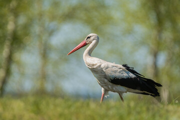 White stork