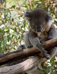 the koala is resting on a tree branch