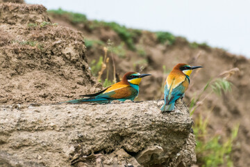 Merops apiaster - Prigorie - European bee-eater