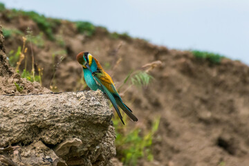 Merops apiaster - Prigorie - European bee-eater