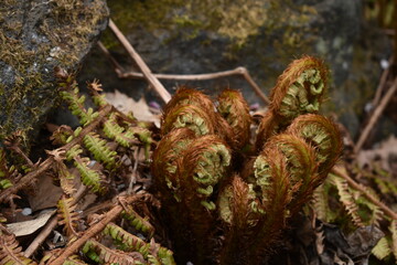 The beginning of the new cycle with the Pteridophyta in Sapporo Japan