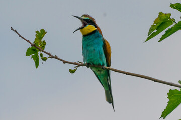 Merops apiaster - Prigorie - European bee-eater