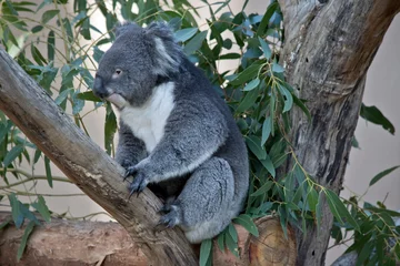 Deurstickers the koala is a grey and white marsupial with fluffy ears © susan flashman