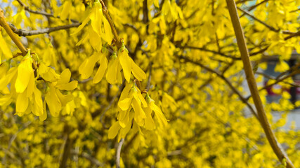 Yellow blooming Forsythia flowers in spring close up.Forsythia × intermedia, or border forsythia is an ornamental deciduous shrub of garden origin.
