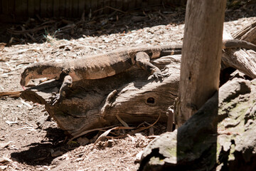 the lace lizard uses it tongue to smell the air