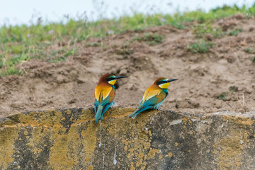 Merops apiaster - Prigorie - European bee-eater